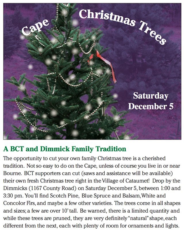 Cape Christmas Trees