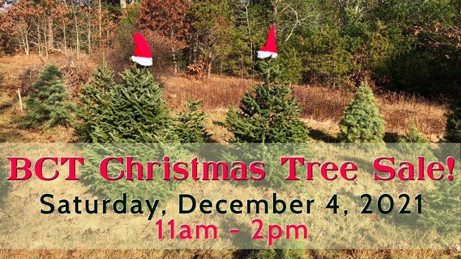 BCT Christmas Tree Sale